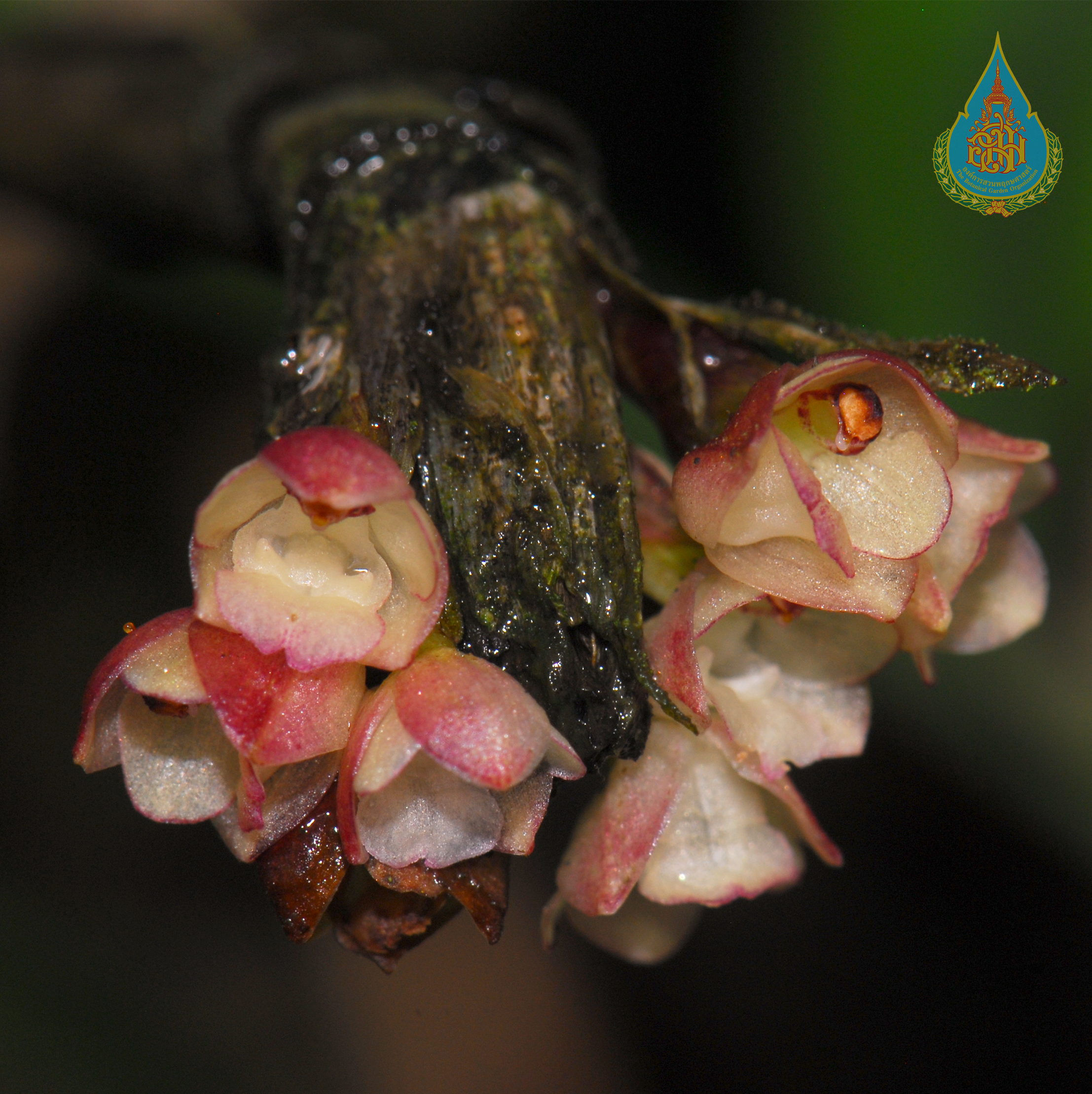 เอื้องปีกไก่ Agrostophyllum callosum Rchb.f.<br/>ORCHIDACEAE